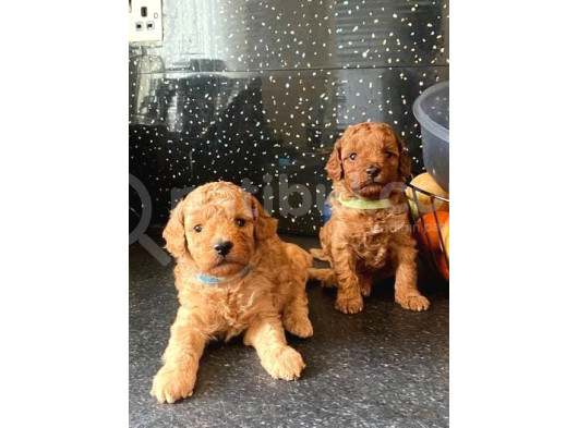 Deni̇zli̇ni̇n En Gözde Poodle Bebekleri̇ görsel