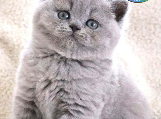 Vazgeçilmez Gri British Shorthair Yavrumuz görsel