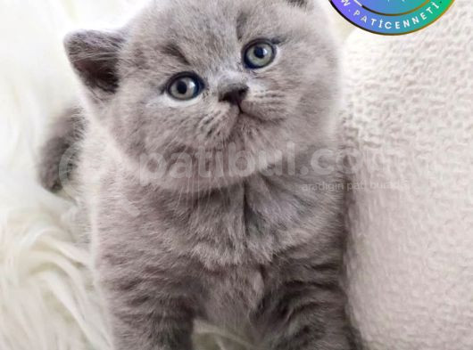 Dost Canlısı Gri British Shorthair yavrumuz