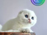 Kıvrık Kulaklı Silver Scottish Fold Shorthair Yavrumuz