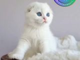 Kıvrık Kulaklı Silver Scottish Fold Shorthair yavrumuz