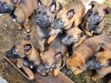 Eğitim Çiftliğinden Safkan Malinois Yavruları