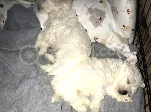 Maltese Yavrularım görsel