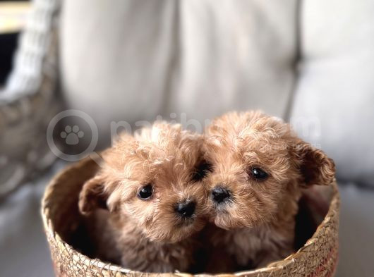 Küçük Maltipoo Bebeklerim görsel