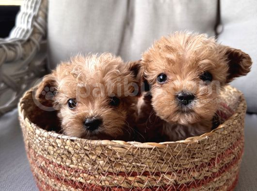 Küçük maltipoo bebeklerim