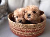 Küçük Maltipoo Bebeklerim