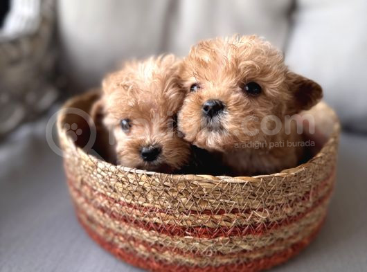 Küçük Maltipoo Bebeklerim görsel