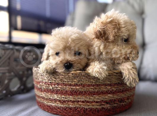 Maltipoo bebekler