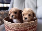 Küçük Maltipoo Bebeklerim