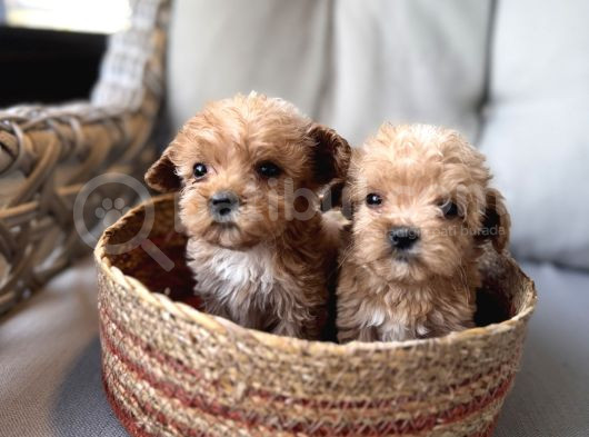 Küçük Maltipoo Bebeklerim görsel