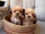 Küçük Maltipoo Bebeklerim