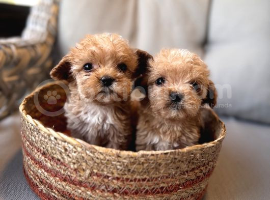 Küçük Maltipoo Bebeklerim görsel