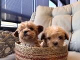 Küçük Maltipoo Bebeklerim