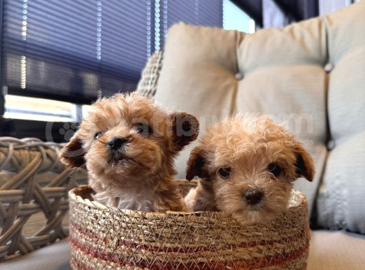 Küçük Maltipoo Bebeklerim görsel