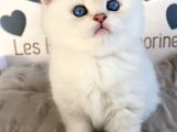 Beyazı Parlayan Silver British Shorthair Ns113 Yavrumuz