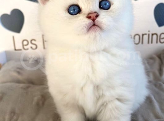 Beyazı Parlayan Silver British Shorthair Ns113 Yavrumuz görsel