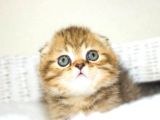 Minik Kıvrım Büyük Sevgi Blackgolden Scottish Fold