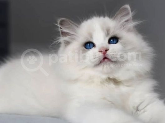 Görkemli Ragdoll Yavrumuz görsel
