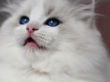 Görkemli Ragdoll Yavrumuz