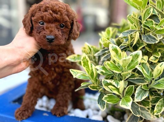 Orijinal Saf Kan Poodle görsel