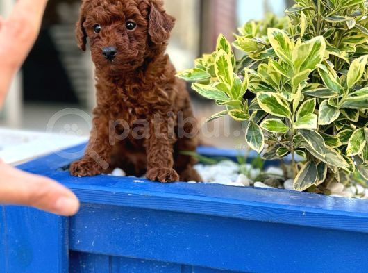 Orijinal Saf Kan Poodle görsel