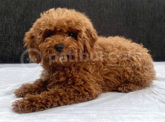 mini boy toy poodle kızımız