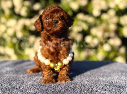 Teacup Üst Kalite Toy Poodle Yavrularım görsel