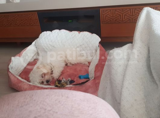 4 Aylık Dişi Maltipo görsel