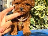 Red Brown Toy Poodle