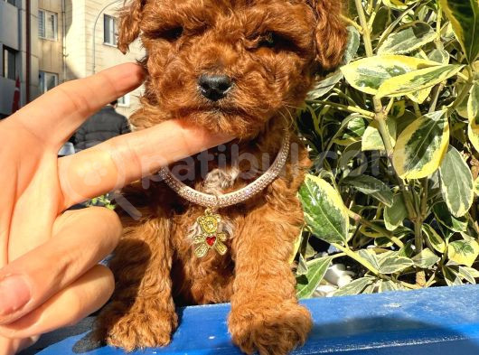 Red Brown Toy Poodle görsel