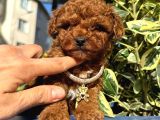 RED BROWN TOY POODLE