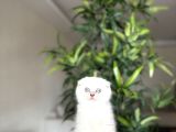 SCOTTISH FOLD SILVER POINT YAVRULARIM