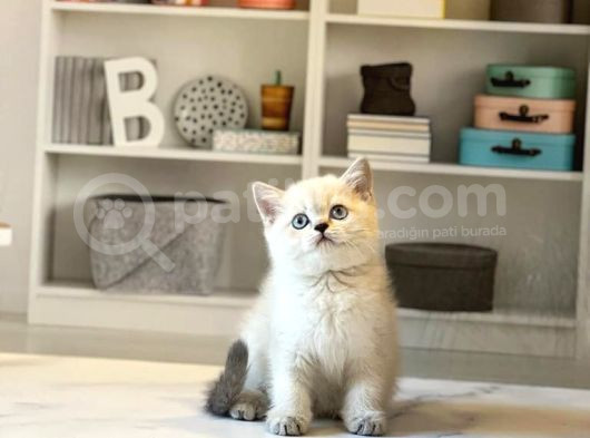 BRITISH SHORTHAİR SAFKAN YAVRULAR