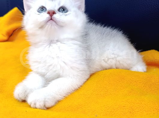 Top Kafa Prensi̇mi̇z görsel
