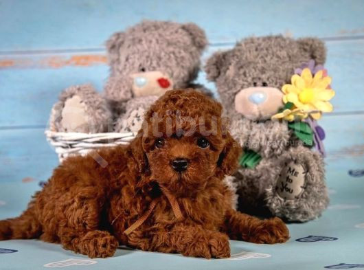 Mini boy toy poodle yavrular 