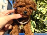 Red Brown Toy Poodle