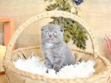 Duman Grisi Scottish Fold Shorthair