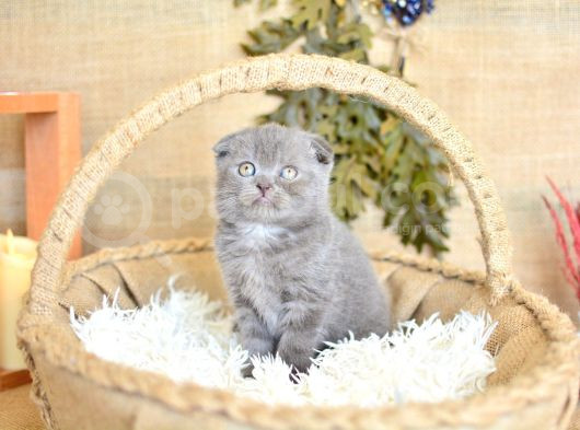 Duman Grisi Scottish Fold Shorthair görsel