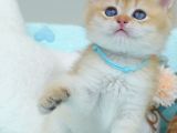 Altın Parıltılı Golden Ny12 British Shorthair