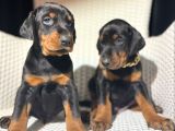 King Doberman Efsane dişi yavrumuz Mağazamızdan sizlerle