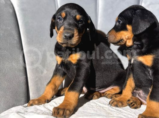 King Doberman Efsane Dişi Yavrumuz Mağazamızdan Sizlerle görsel