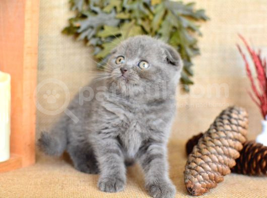 Duman Grisi Scottish Fold Shorthair görsel