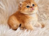 Mükemmel Kalite British Shorthair Golden Bebekler