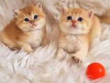 Mükemmel Kalite British Shorthair Golden Bebekler