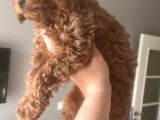 Toy Poodle 4 Aylık Erkek Red Brown Uygun Fiyata Verilecektir