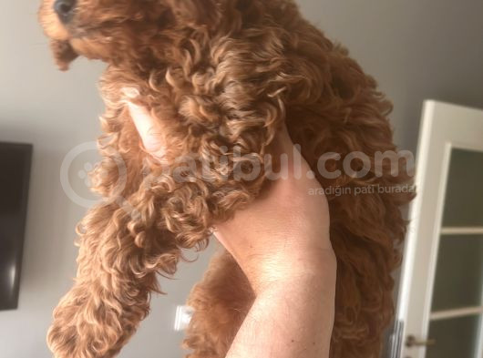 Toy Poodle 4 Aylık Erkek Red Brown Uygun Fiyata Verilecektir görsel