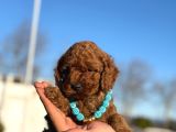 Toy Poodle Yavrumuz