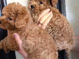 Toy Poodle Yavrularımız