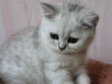 Ben Miyav Dedim Sen Evet Diyeceksin