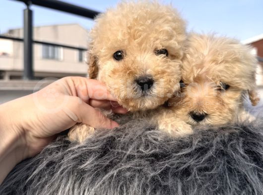 Kıvırcık maltipoo